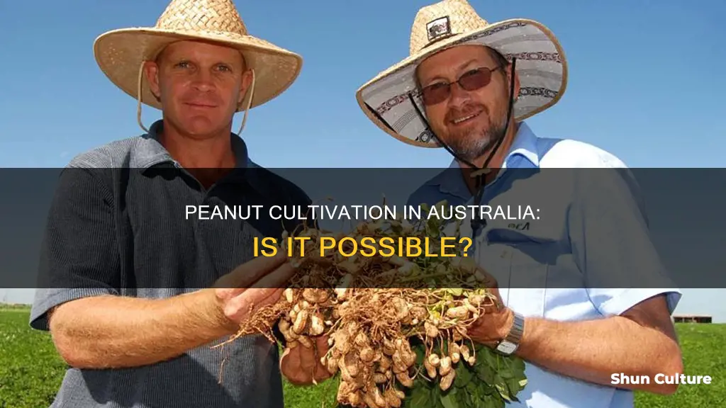 do peanuts grow in australia