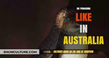 Penguins in Australia: Where Do They Live?