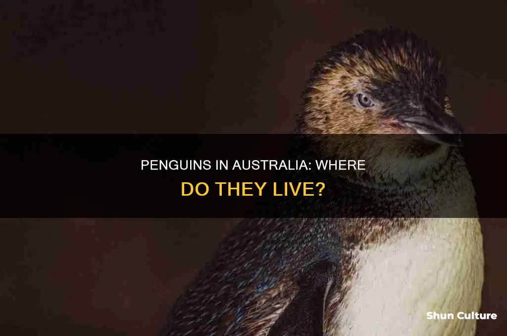 do penguins like in australia
