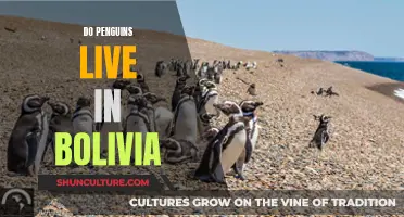 Penguins in Bolivia: Unlikely Habitat or Natural Home?