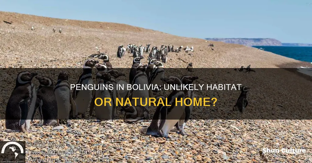 do penguins live in bolivia