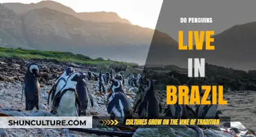 Do Penguins Live in Brazil? Uncovering the Truth About Their Habitat