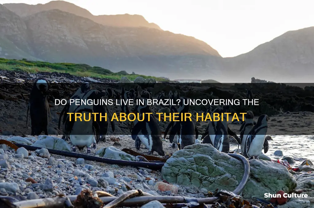 do penguins live in brazil