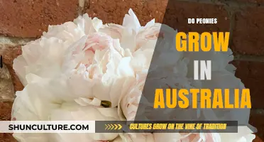 Peonies in Australia: Can You Grow Them?