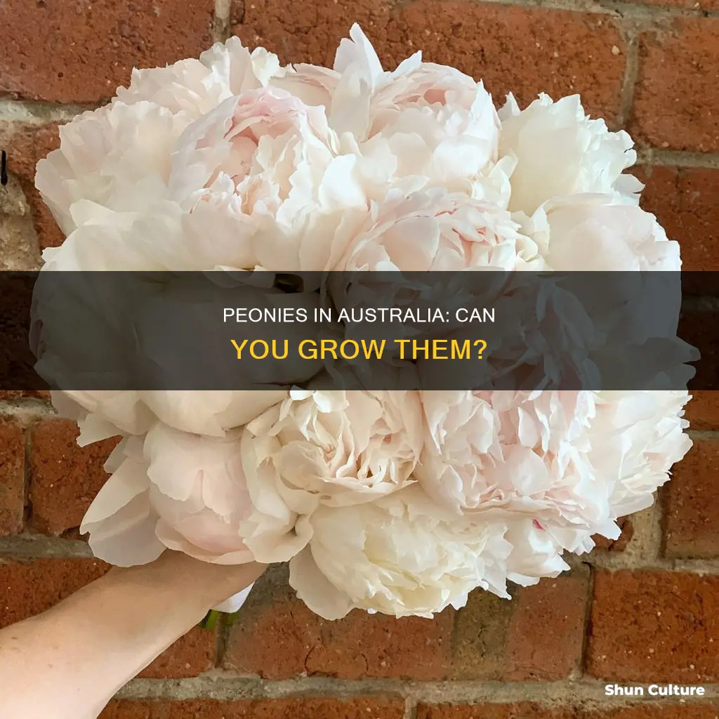 do peonies grow in australia