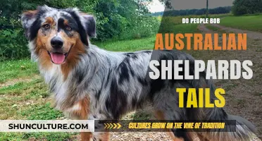 Why Do People Bob Australian Shepherds' Tails?