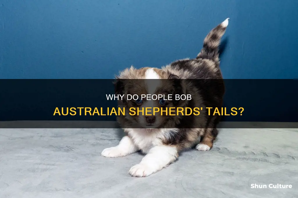do people bob australian shelpards tails