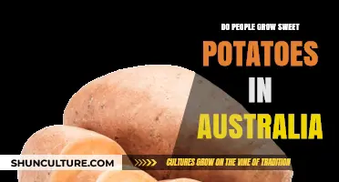 Sweet Potato Cultivation in Australia: Is It Possible?
