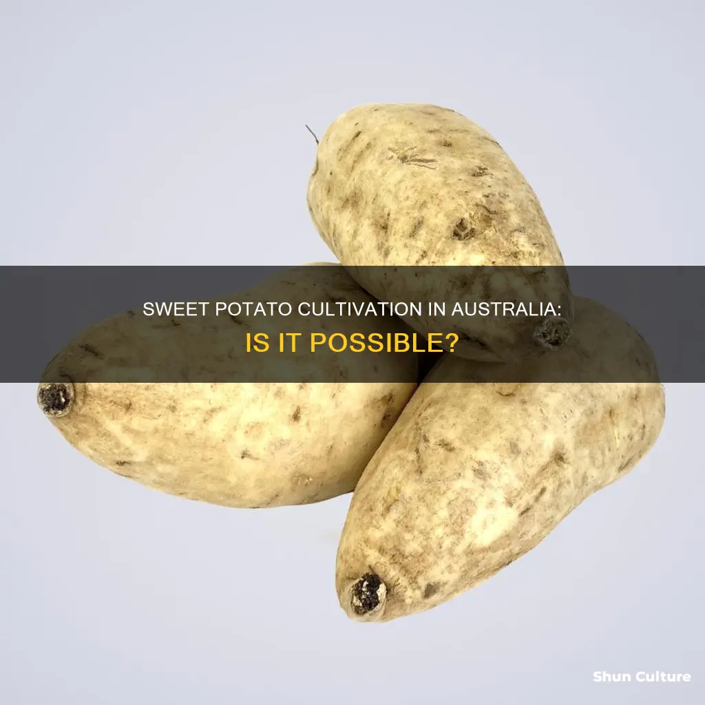 do people grow sweet potatoes in australia