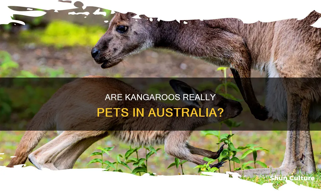 do people have kangaroos as pets in australia