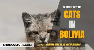 Pet Cats in Bolivia: A Cultural Curiosity