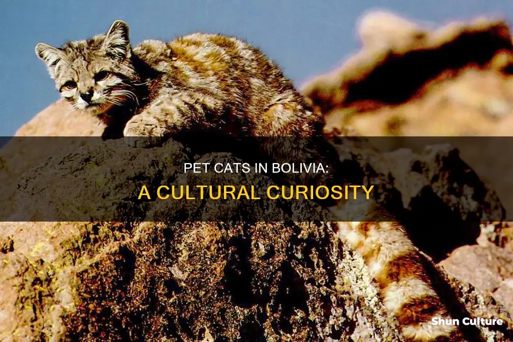 do people have pet cats in bolivia