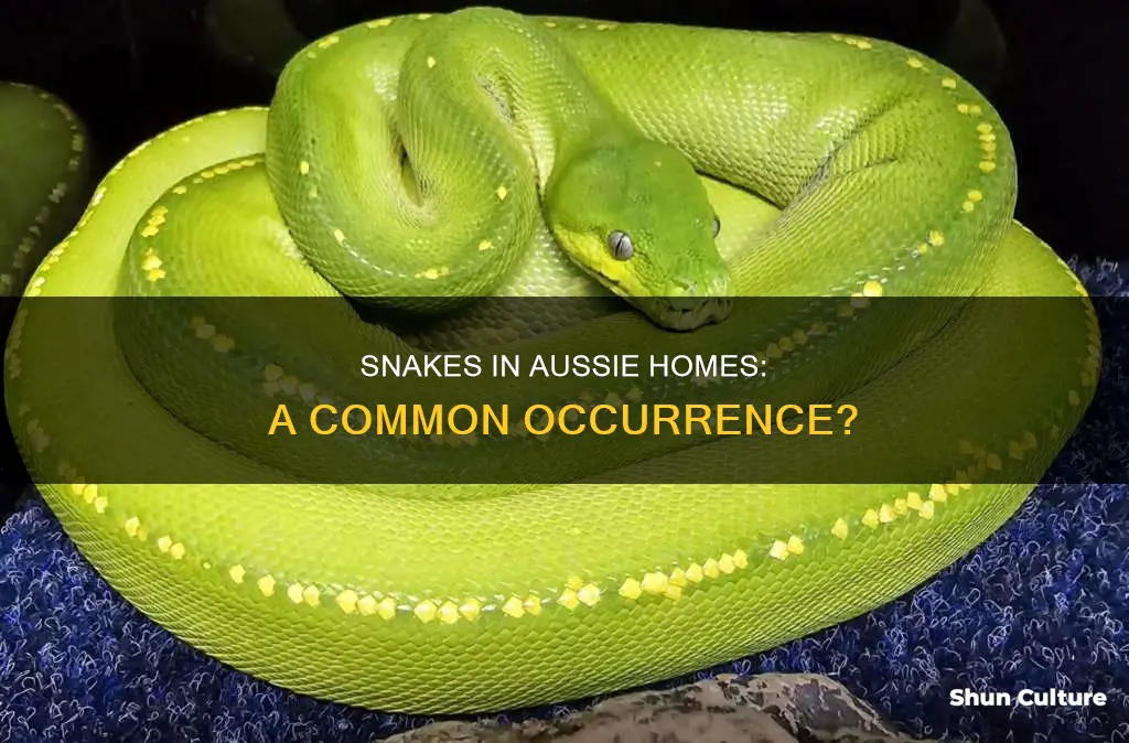 do people in australia find snakes in their home