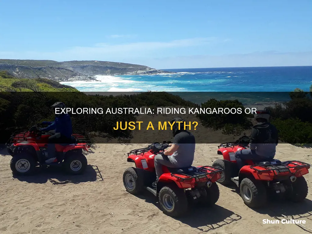 do people in australia ride kangaroos