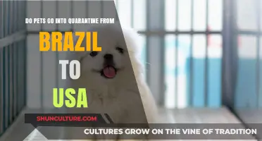 Traveling with Pets: Brazil to USA Quarantine Requirements Explained