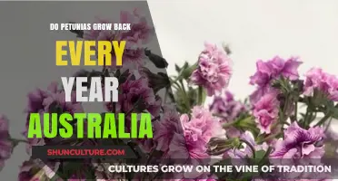 Petunias in Australia: Annual or Perennial? A Gardening Guide