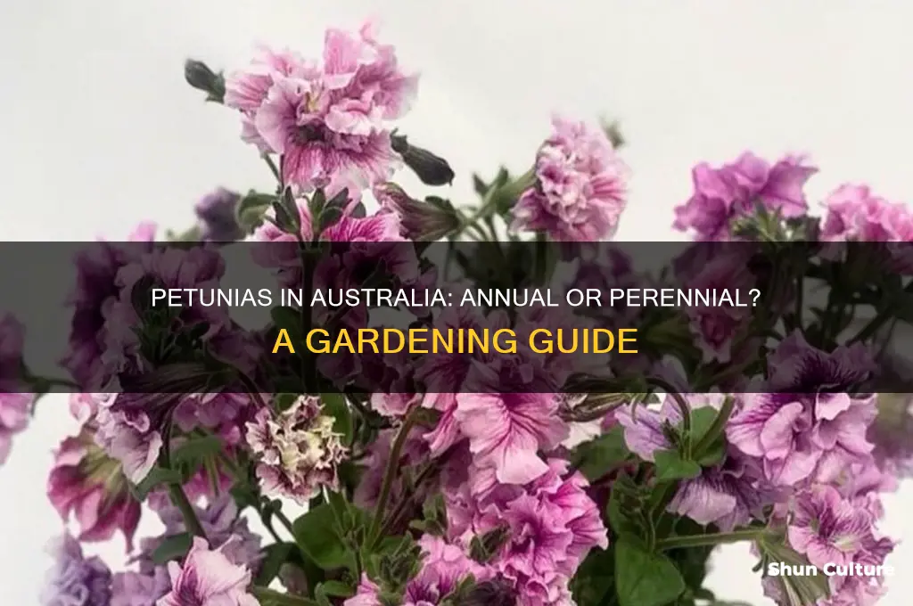 do petunias grow back every year australia