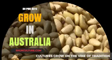 Pine Nuts: Can They Grow Down Under?