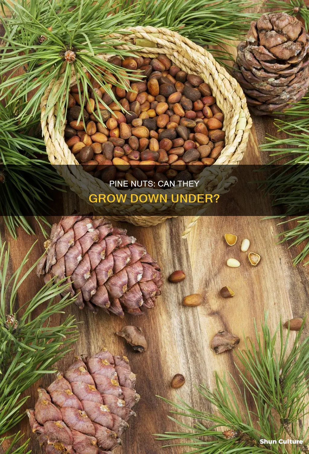 do pine nuts grow in australia
