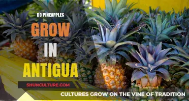 Pineapple Cultivation in Antigua: Exploring Tropical Fruit Growth on the Island