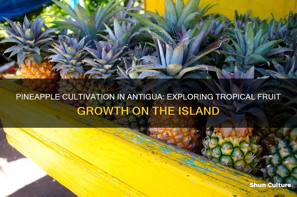 do pineapples grow in antigua