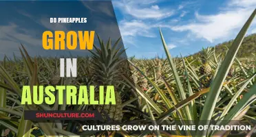 Pineapples in Australia: Can They Grow?
