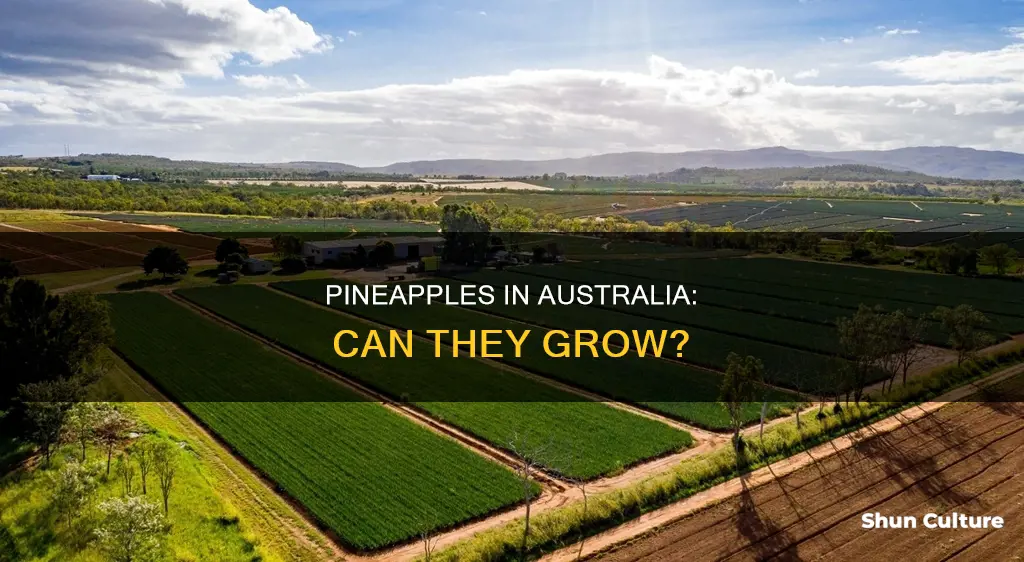 do pineapples grow in australia