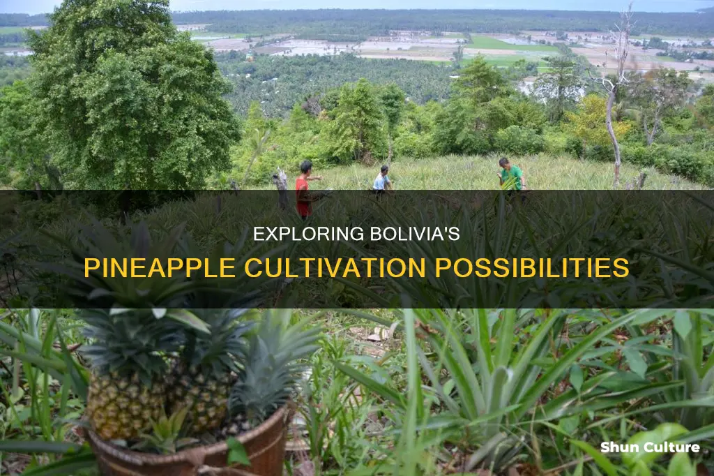 do pineapples grow in bolivia