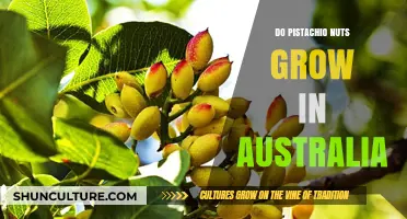 Pistachio Nuts in Australia: Can They Grow?