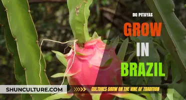 Pitayas in Brazil: Exploring Their Growth and Availability in the Region