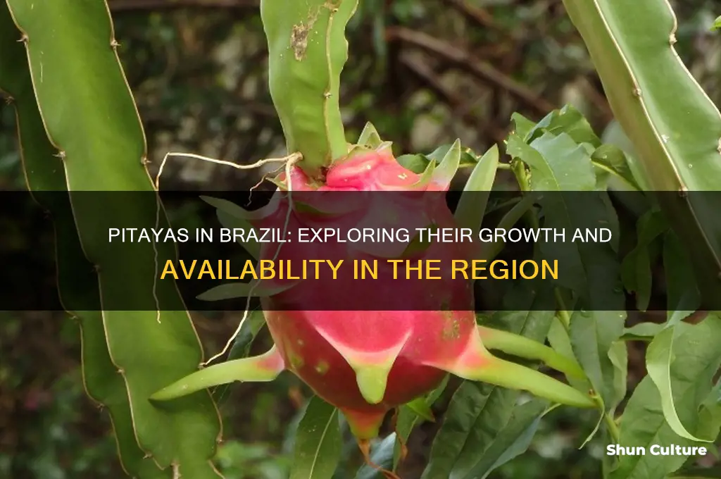 do pitayas grow in brazil