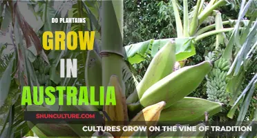 Plantains in Australia: Can They Grow?