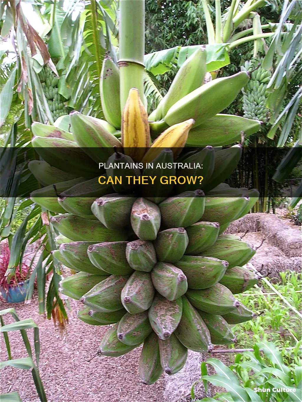 do plantains grow in australia