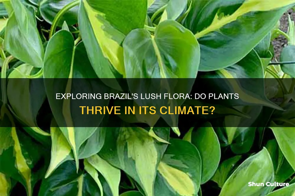 do plants grow in brazil