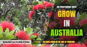 Pohutukawa Trees: Australia's Adopted Natives