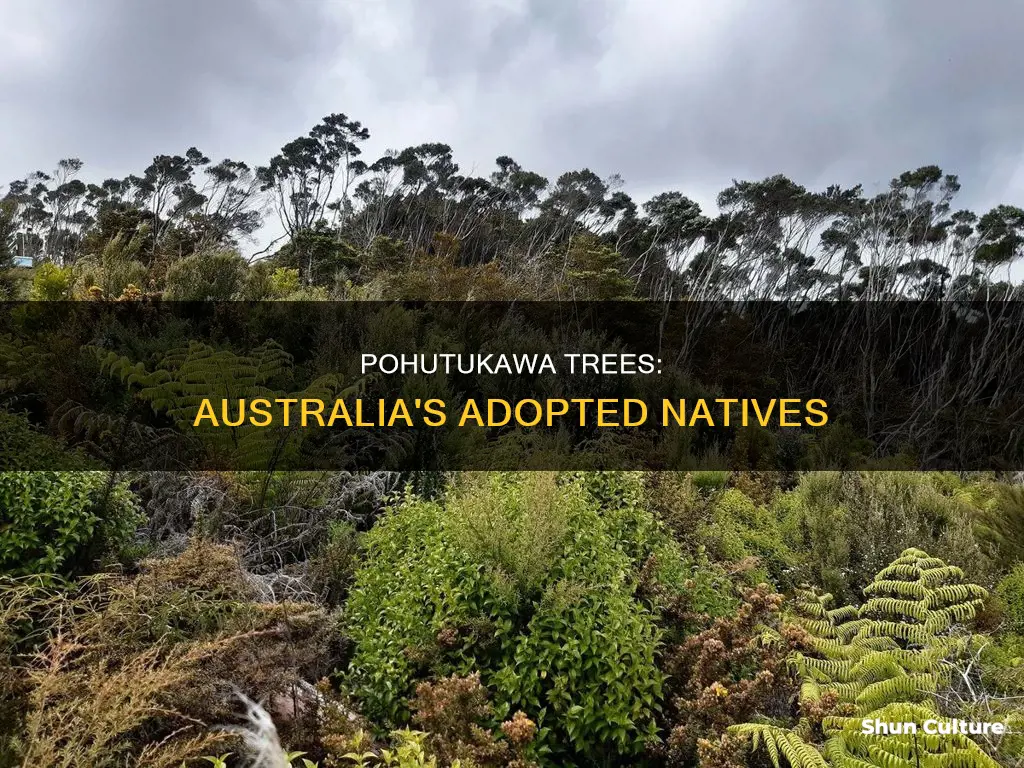 do pohutukawa trees grow in australia
