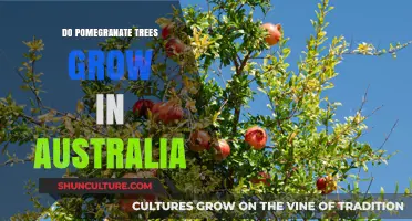 Grow Pomegranates in Australia: What You Need to Know