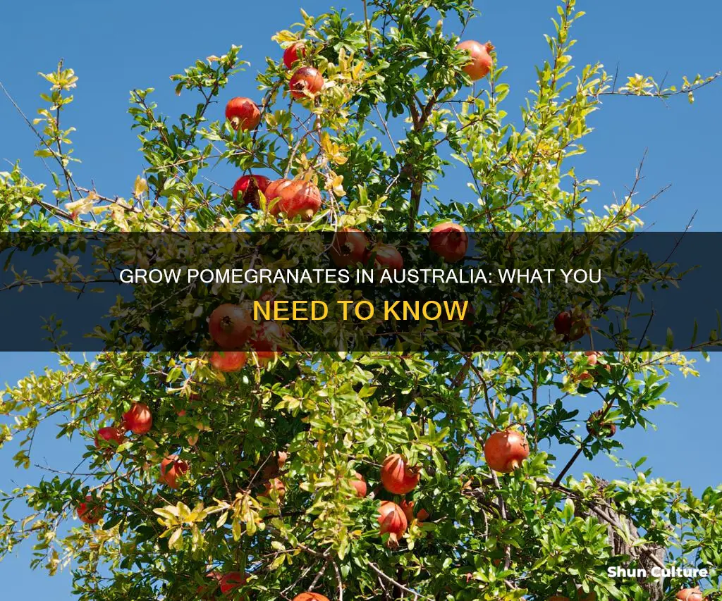 do pomegranate trees grow in australia