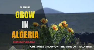 Exploring Algeria's Flora: Do Poppies Thrive in Its Diverse Landscapes?