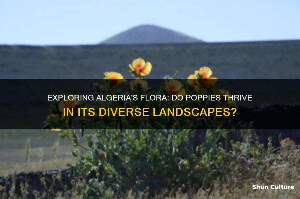 do poppies grow in algeria