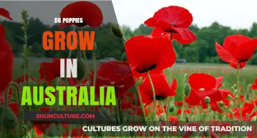Poppies in Australia: Where and How They Grow