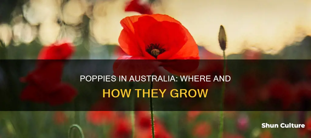 do poppies grow in australia