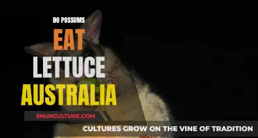 Possums' Diet: Do They Eat Lettuce in Australia?