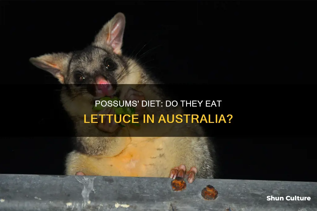 do possums eat lettuce australia