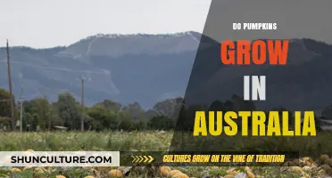 Pumpkin Cultivation in Australia: Is It Possible?