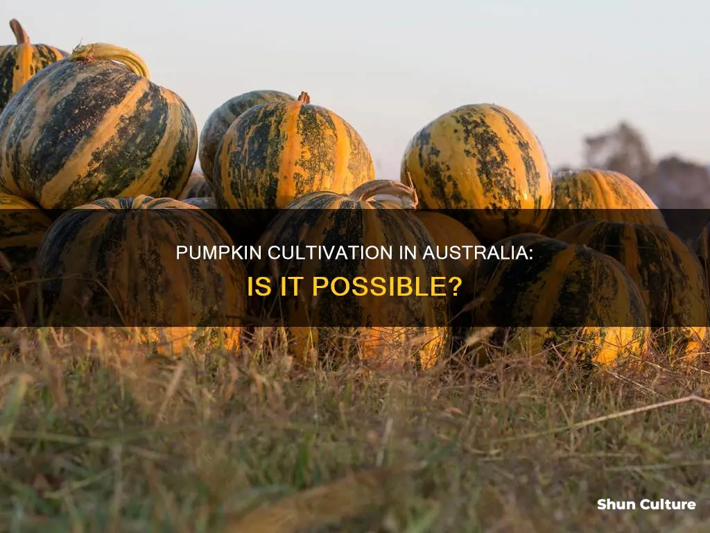 do pumpkins grow in australia