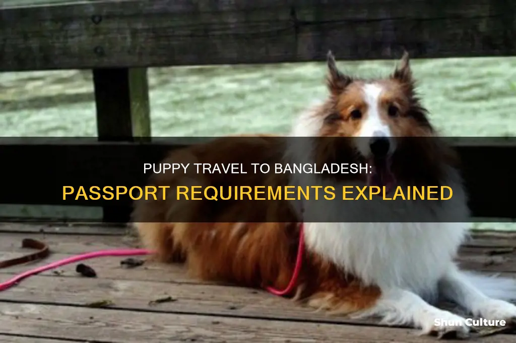 do puppies need passport tp travel to bangladesh
