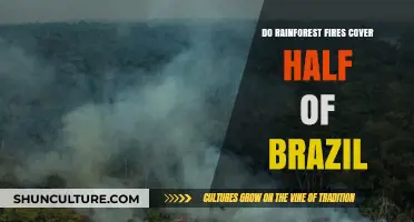 Debunking the Myth: Do Rainforest Fires Really Cover Half of Brazil?