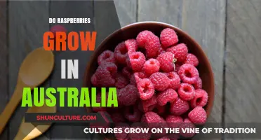 Raspberry Cultivation in Australia: Is It Possible?