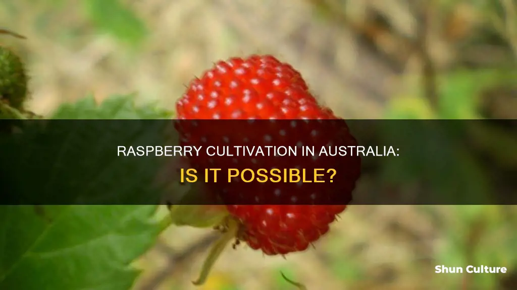 do raspberries grow in australia